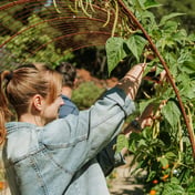 Introduction to vegetable gardening · Palo Alto