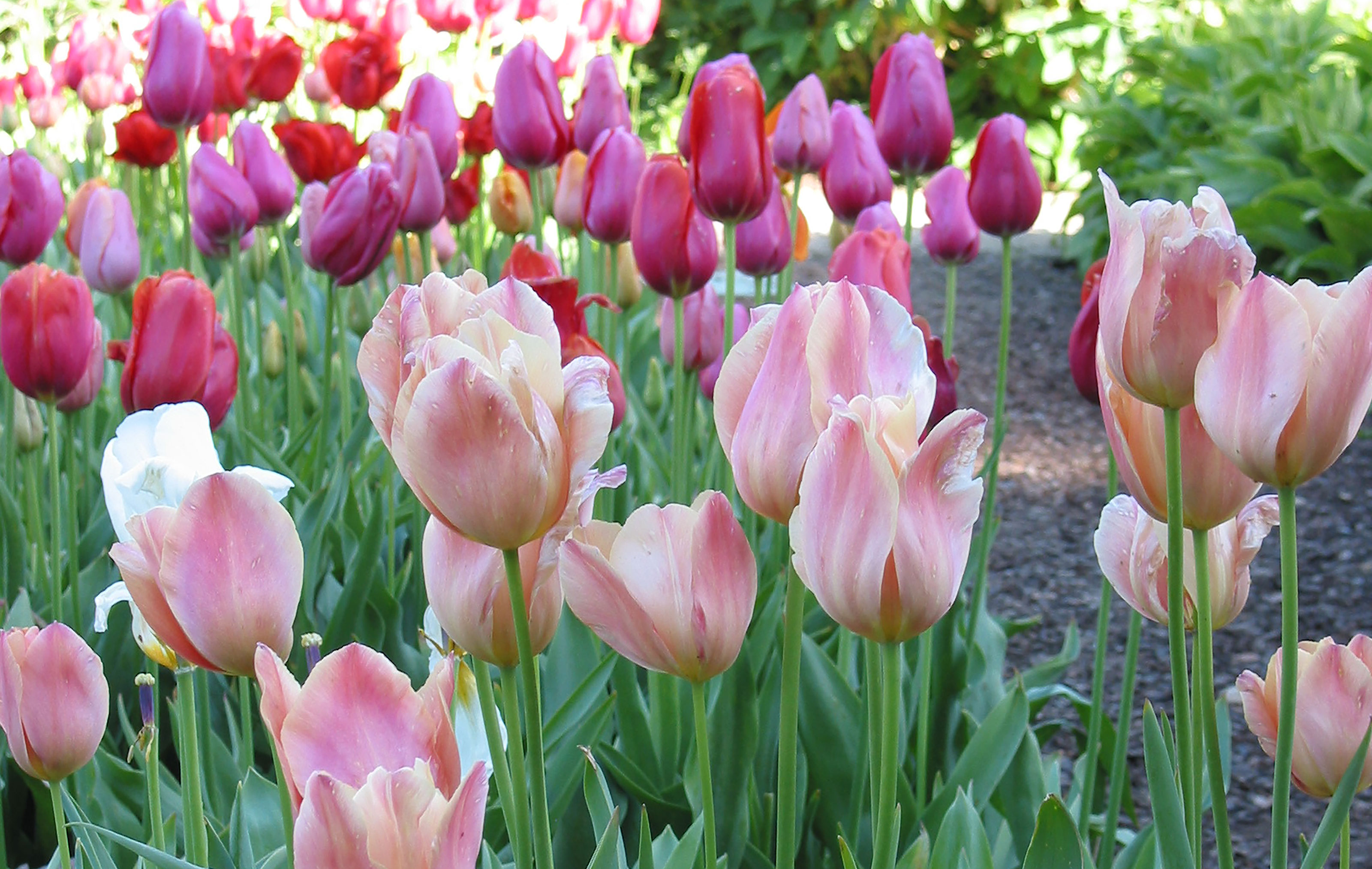 Plant now for spring tulips · Palo Alto